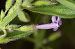 Drummond's false pennyroyal